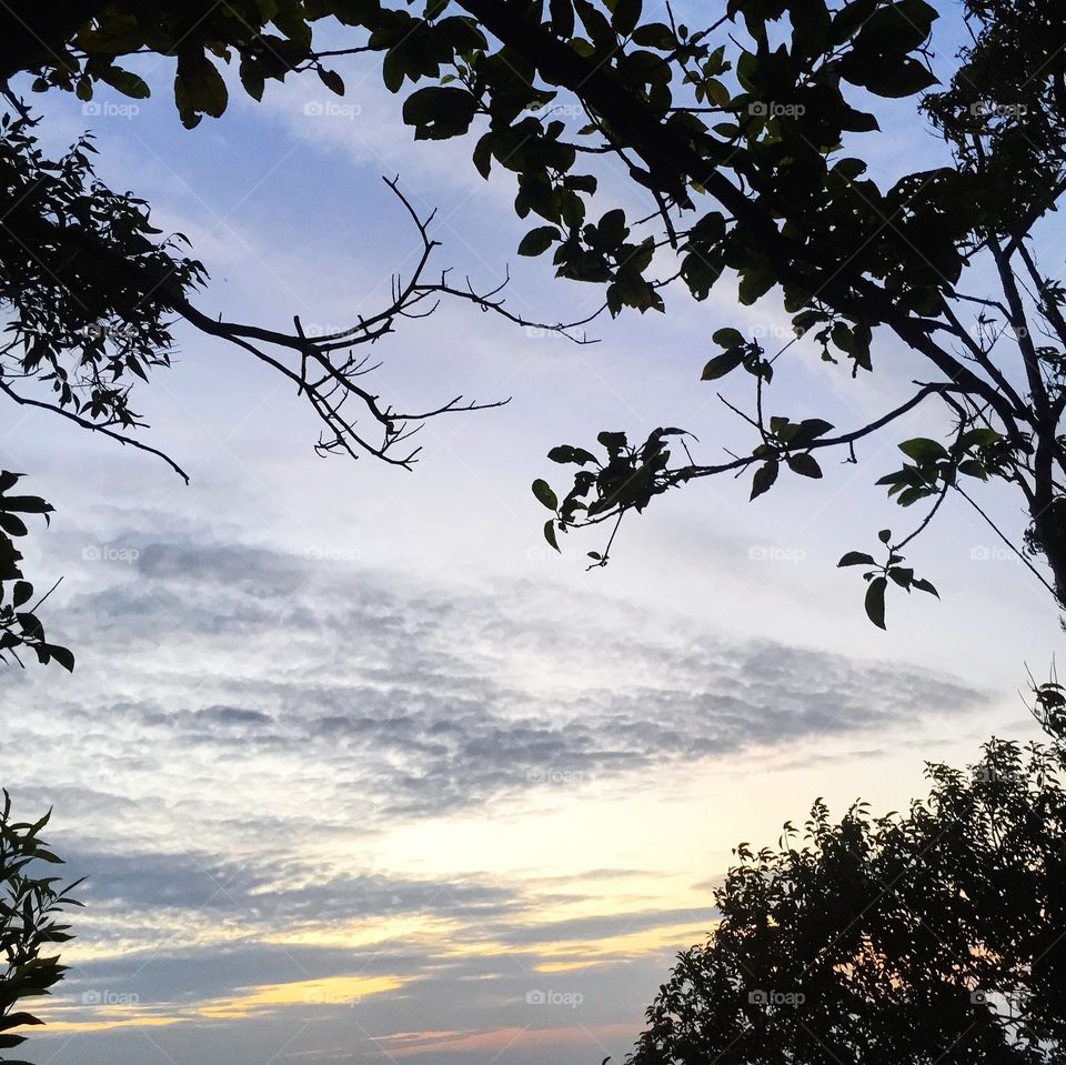 Treetop at forest against sunset sky