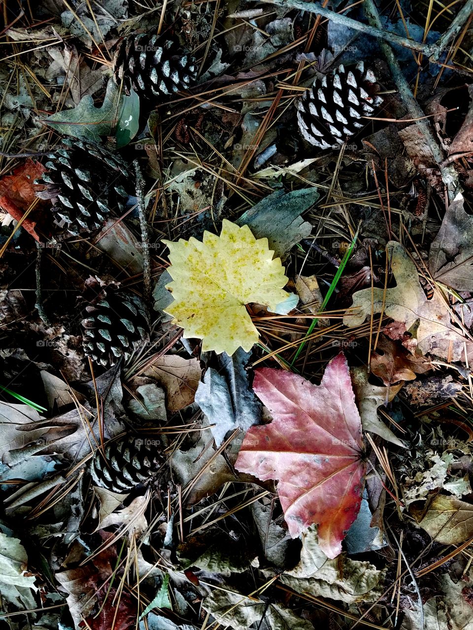 beginning of fall.  leaves and pine cones on the forest floor.