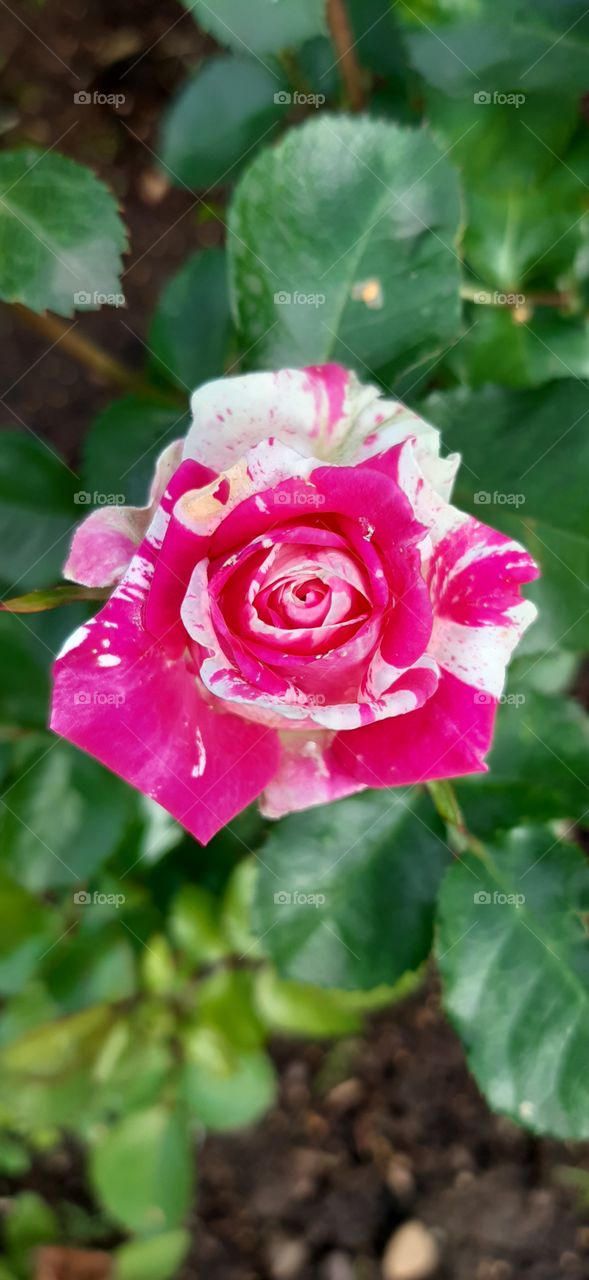 прелестный цветок 🧚‍♂️