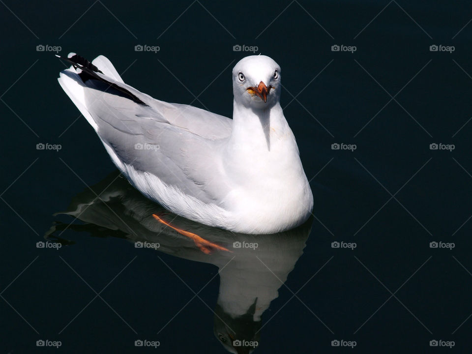 Close-up of seagull on water