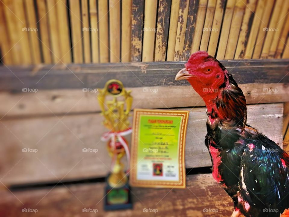 the rooster the champion