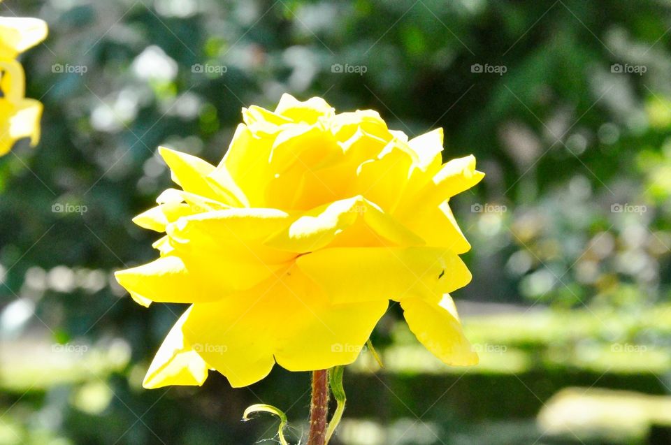 Beautiful yellow rose