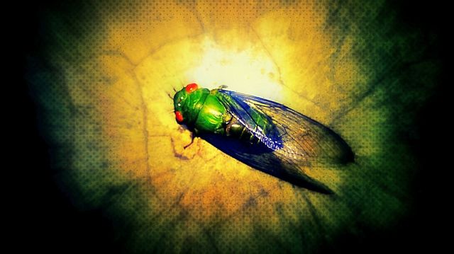 Firefly 3