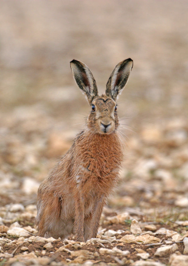 wildlife