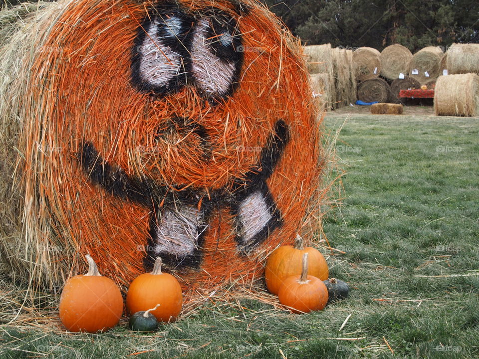 A hay roll painted a Halloween pumpkin face out in the pumpkin patch.