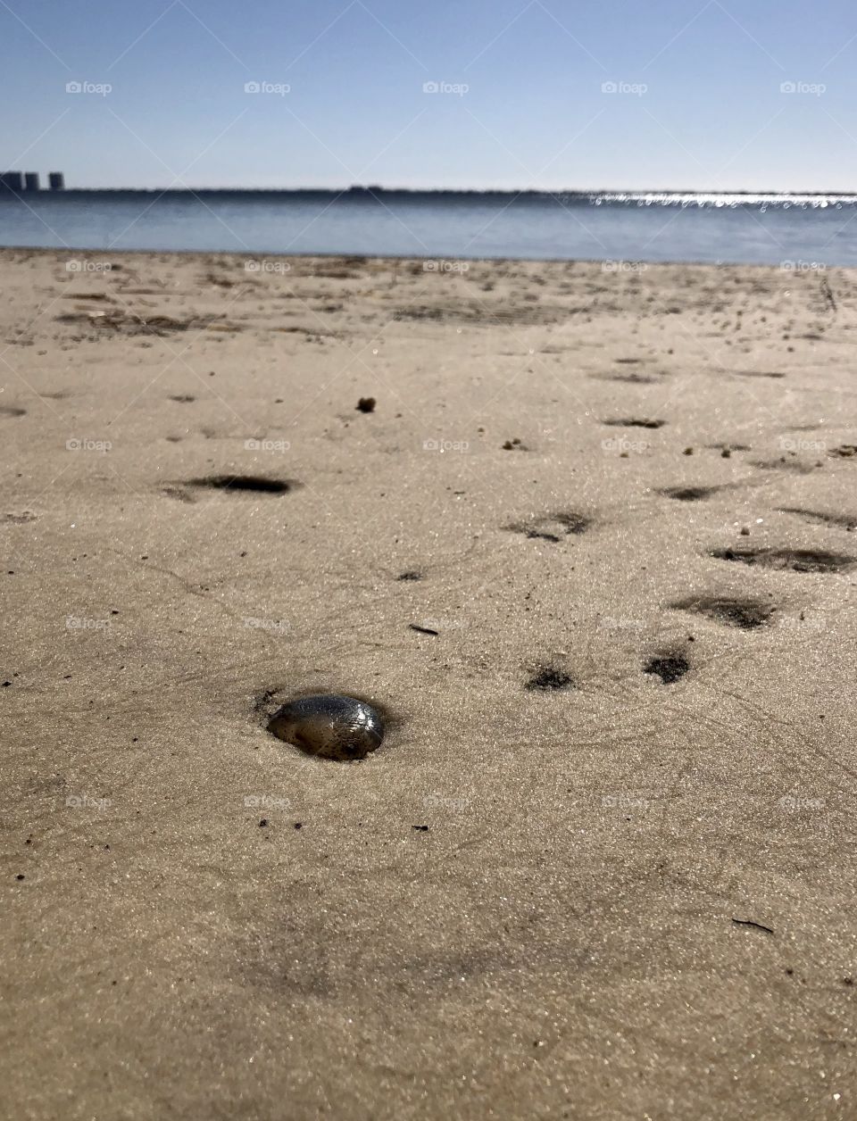Focus on foreground small jellyfish trapped on exposed beach during low tide 