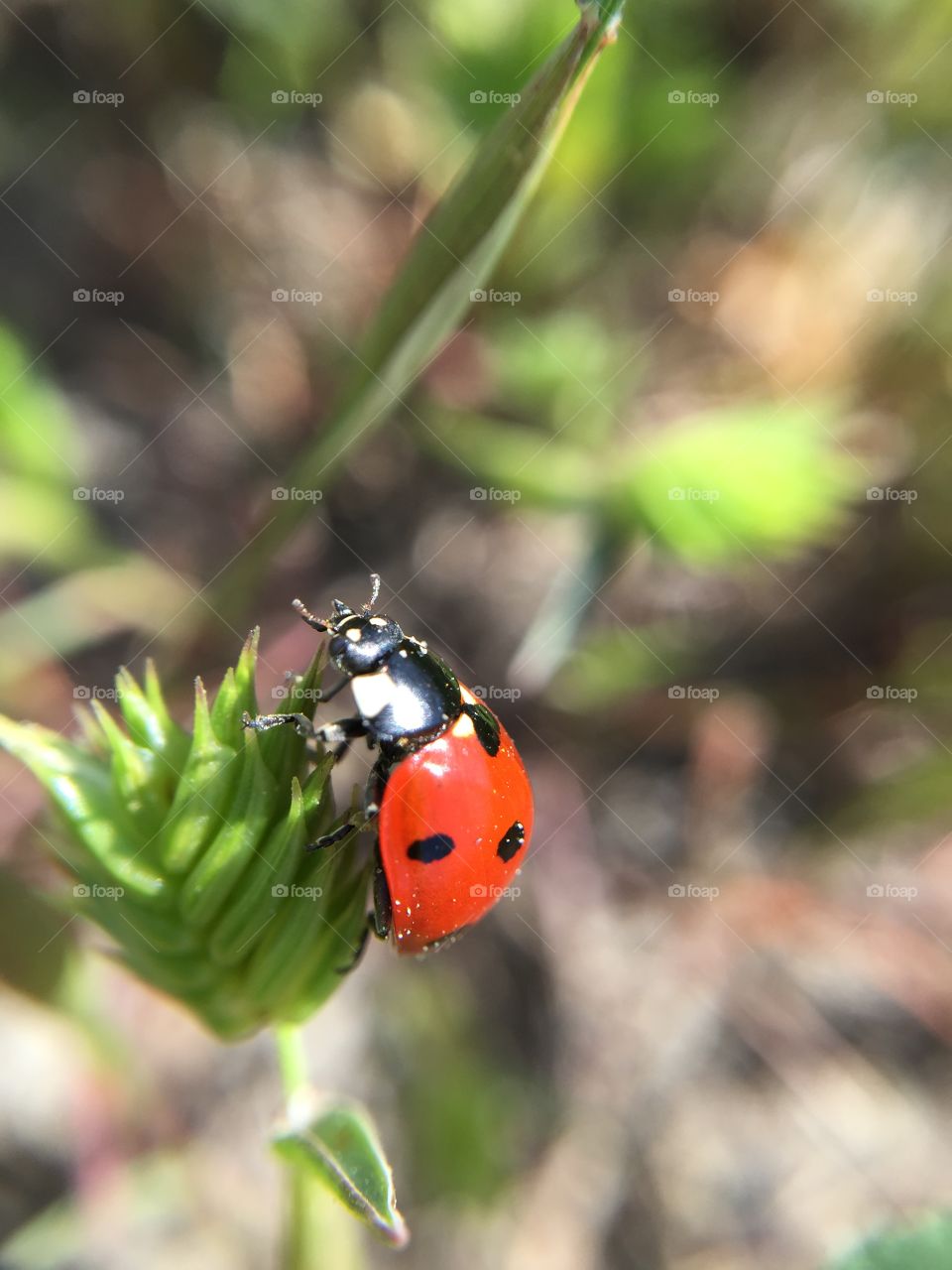 Ladybird