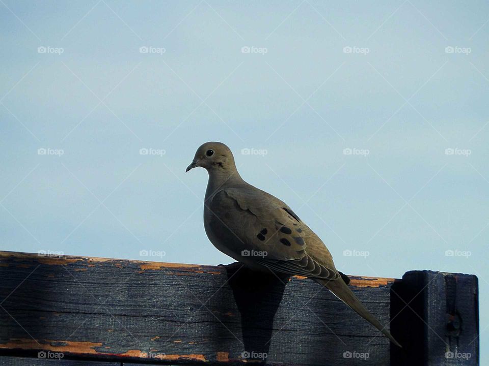 a beautiful dove perched in the backyard with the sky in the background