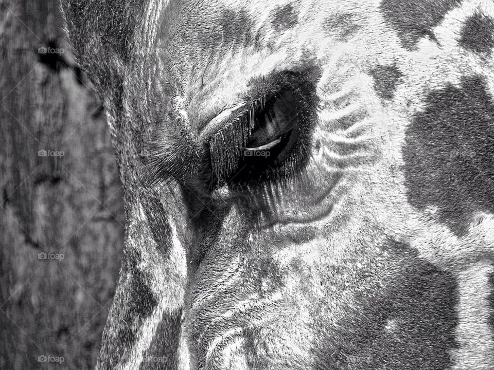 Eye of giraffe