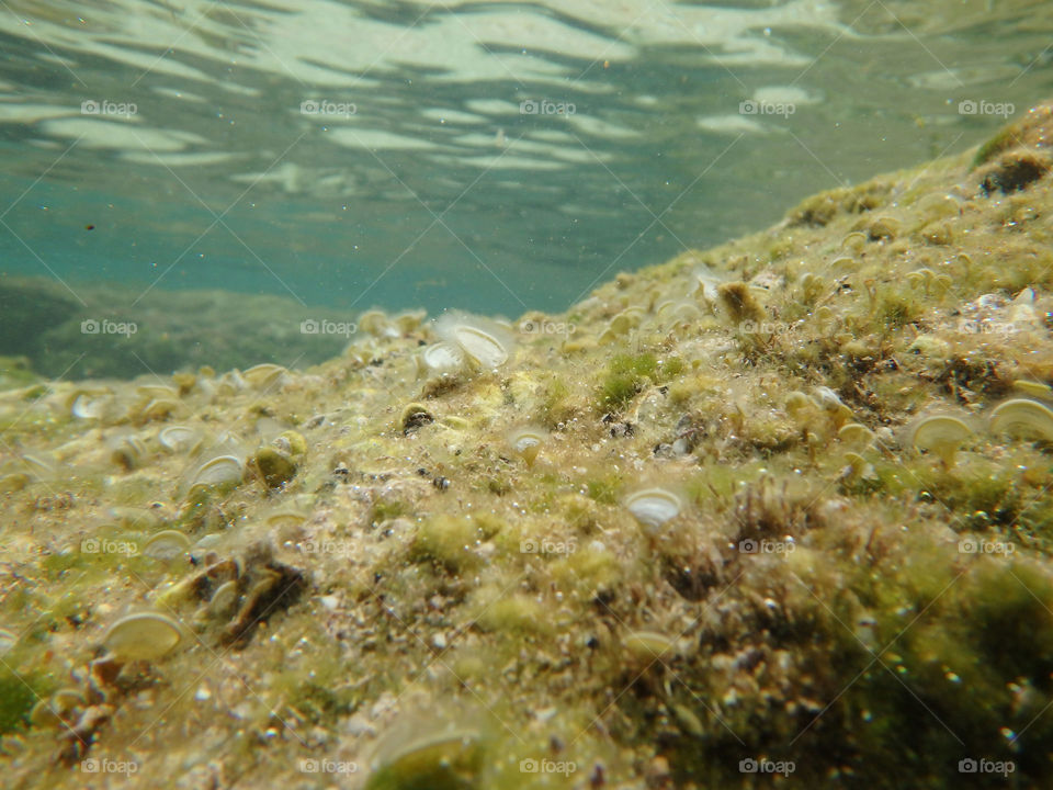 reef underwater. underwater photo of sea reef