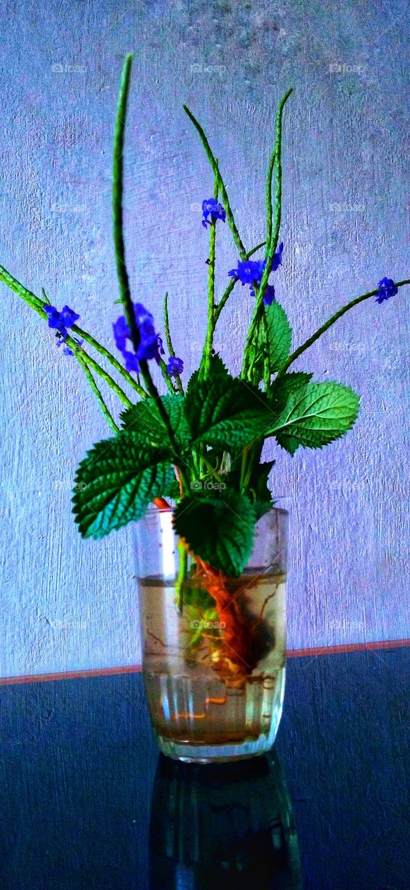 Flowers in a glass pot