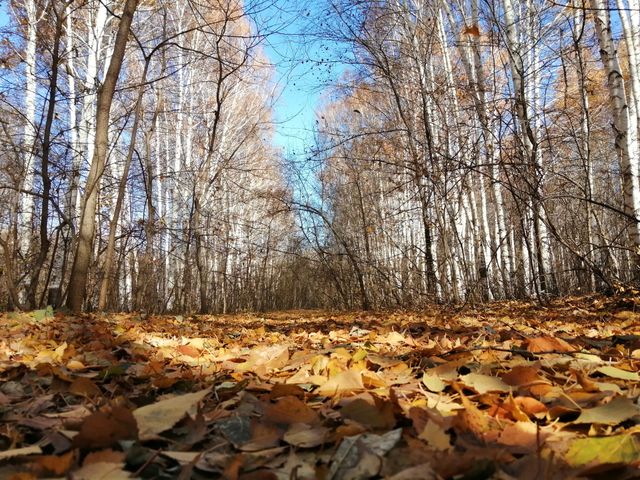 Autumn fairy tale