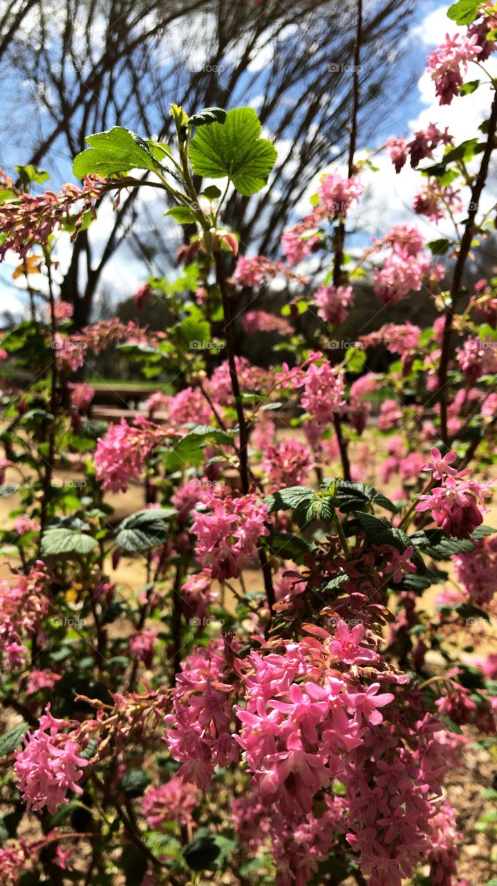 Pink blooming tree in spring