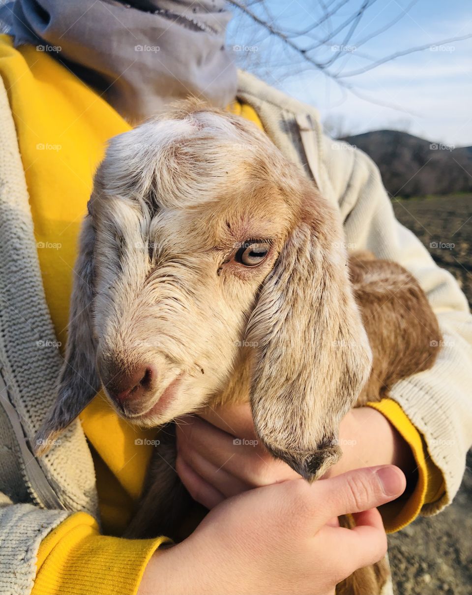 Newborn brown little goat baby 