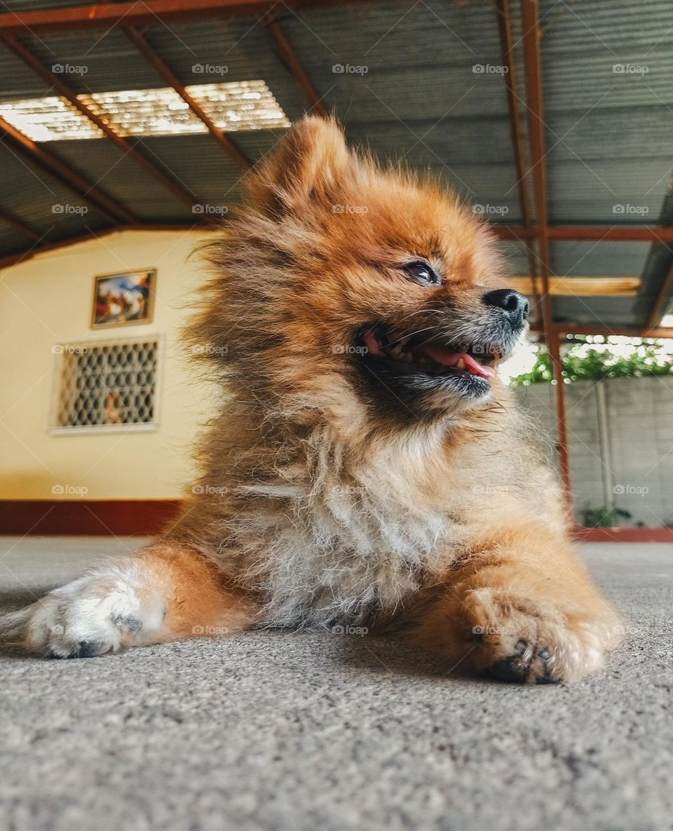 brown Pomeranian breed dog lying in profile, in the yard of a yellow and red house