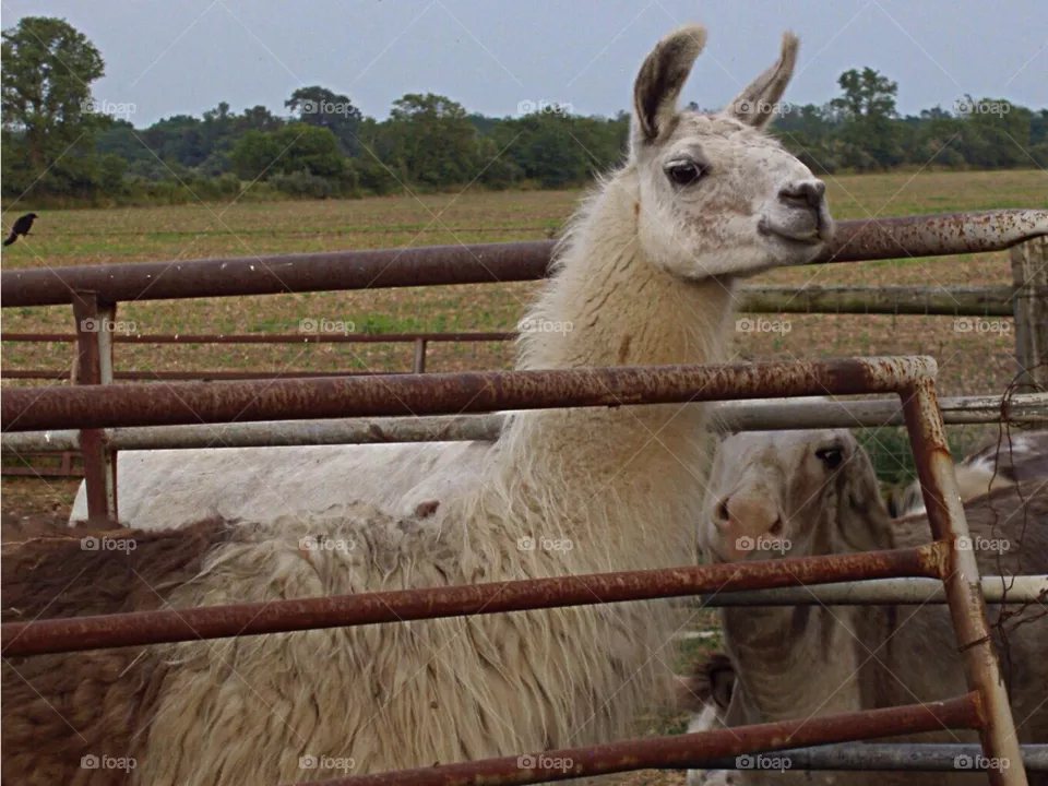 Llama