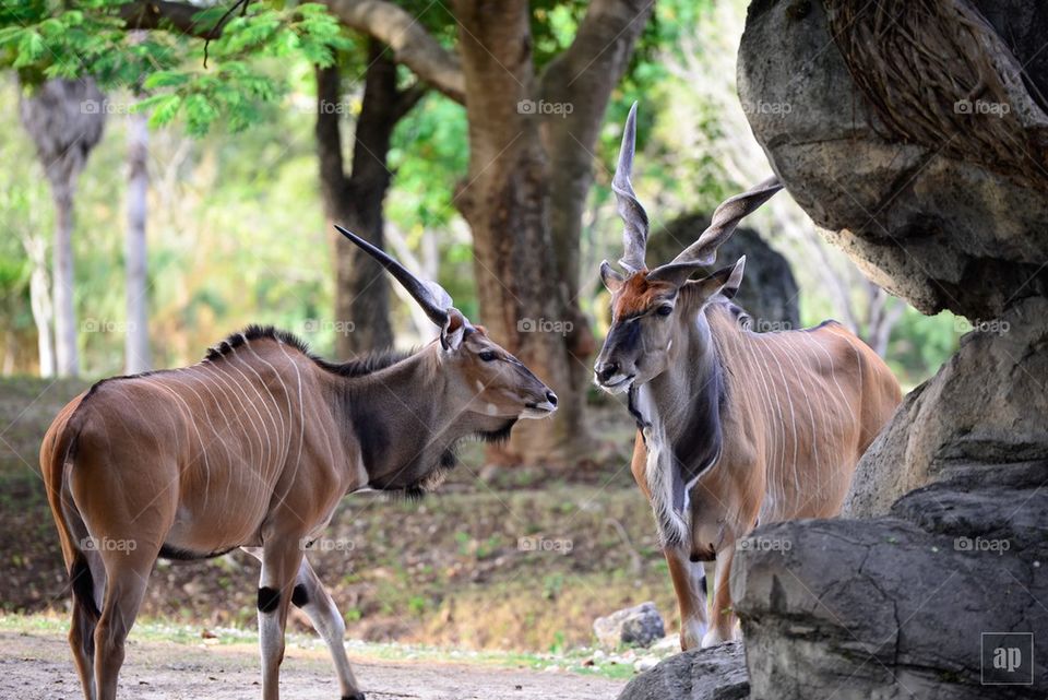 Horned beauty