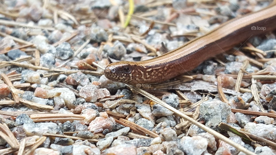 Copper lizard (legless lizard)