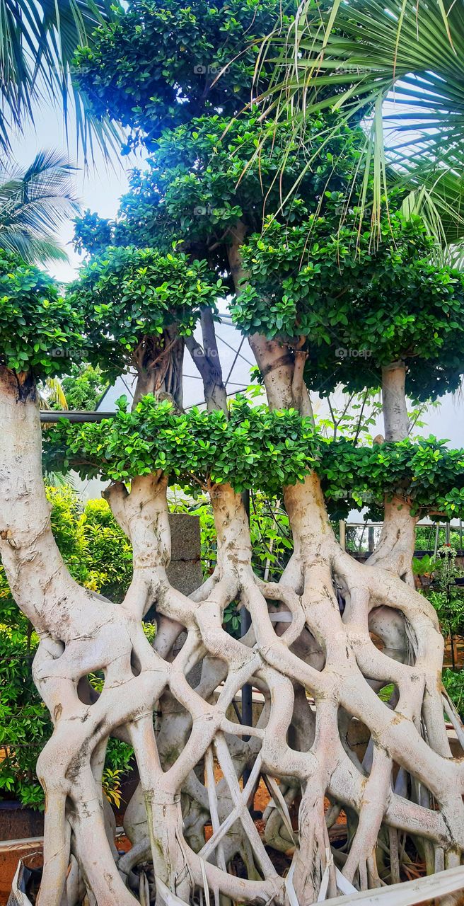 green signature in bonsai