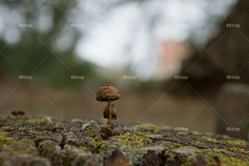 Mushrooms on stump in Old Burying Ground