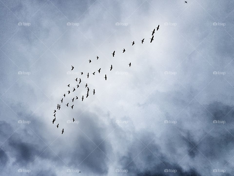 birds in flight