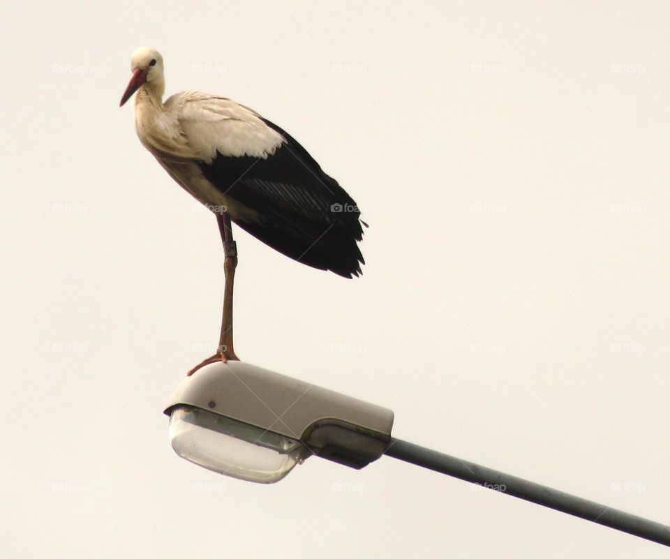 urban stork