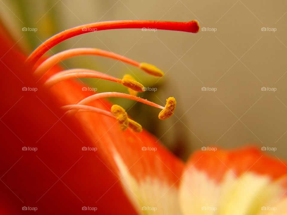STAMENS OF LILLY