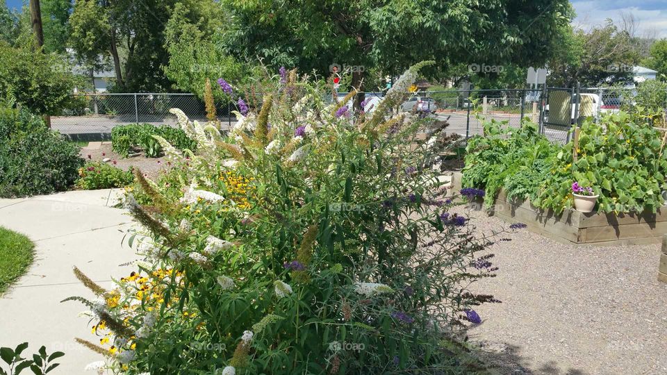 Butterfly Bush