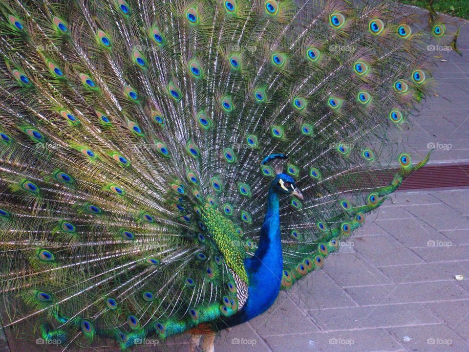 Proud As A Peacock