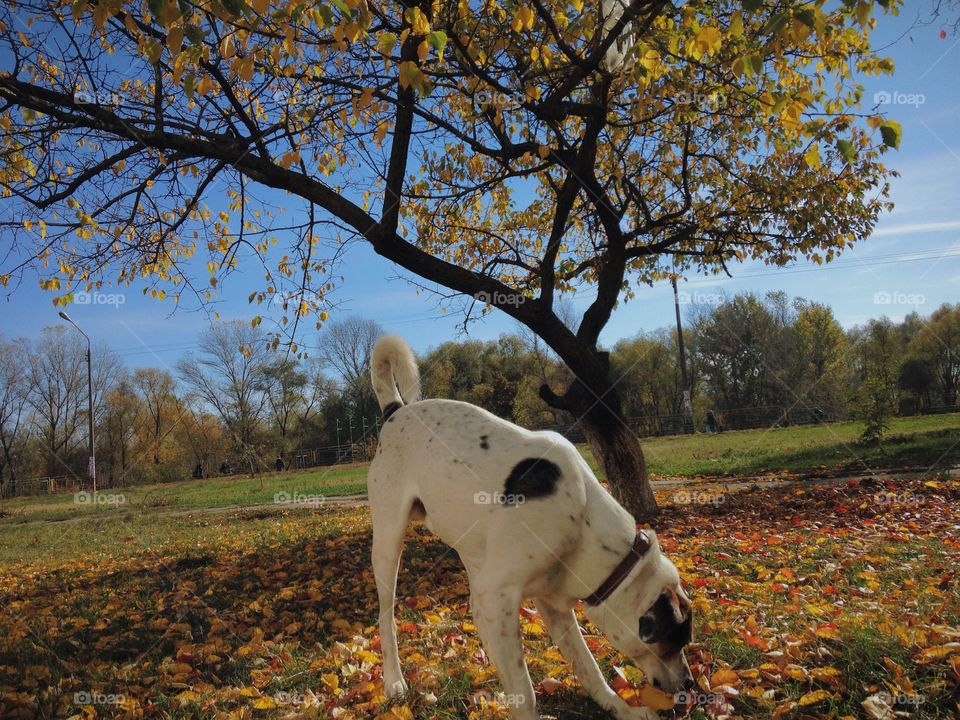 Fall, Tree, No Person, Outdoors, Leaf