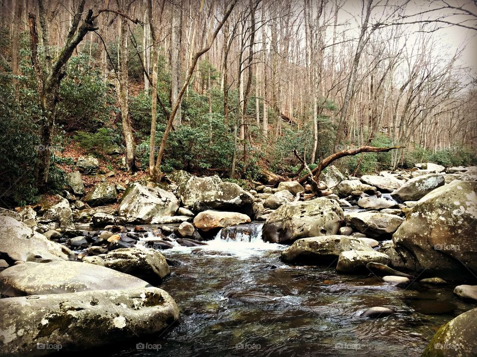 View of forest stream along trees