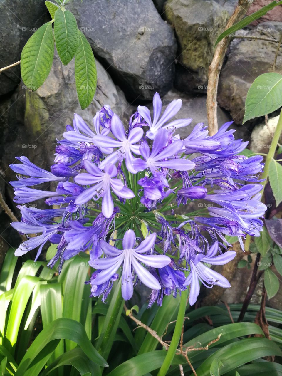 Purple flowers in botanical garden