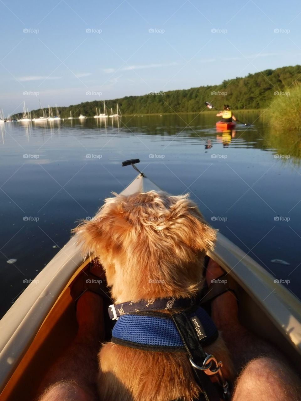 Dog taking a trip in a kayak
