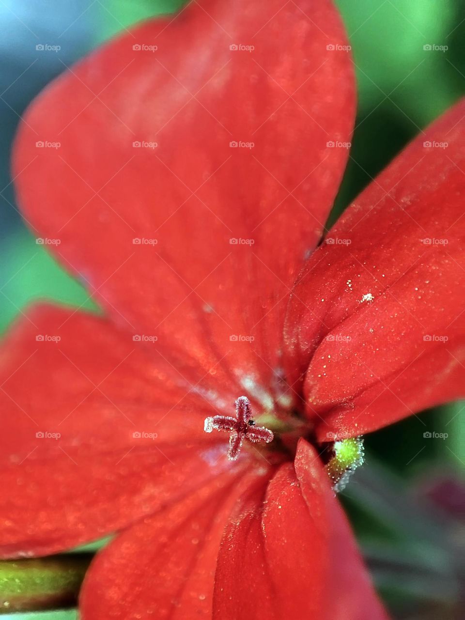 Macro photo of a flower growing in the garden