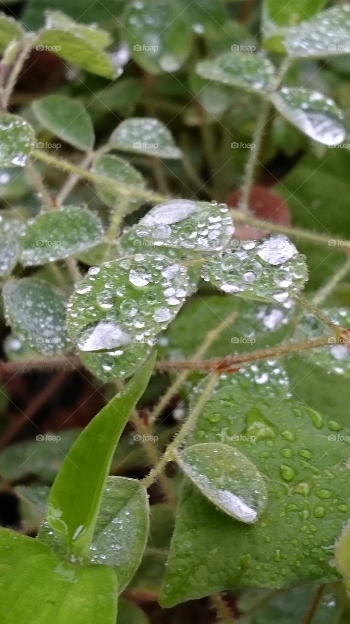 雨 水滴 葉
