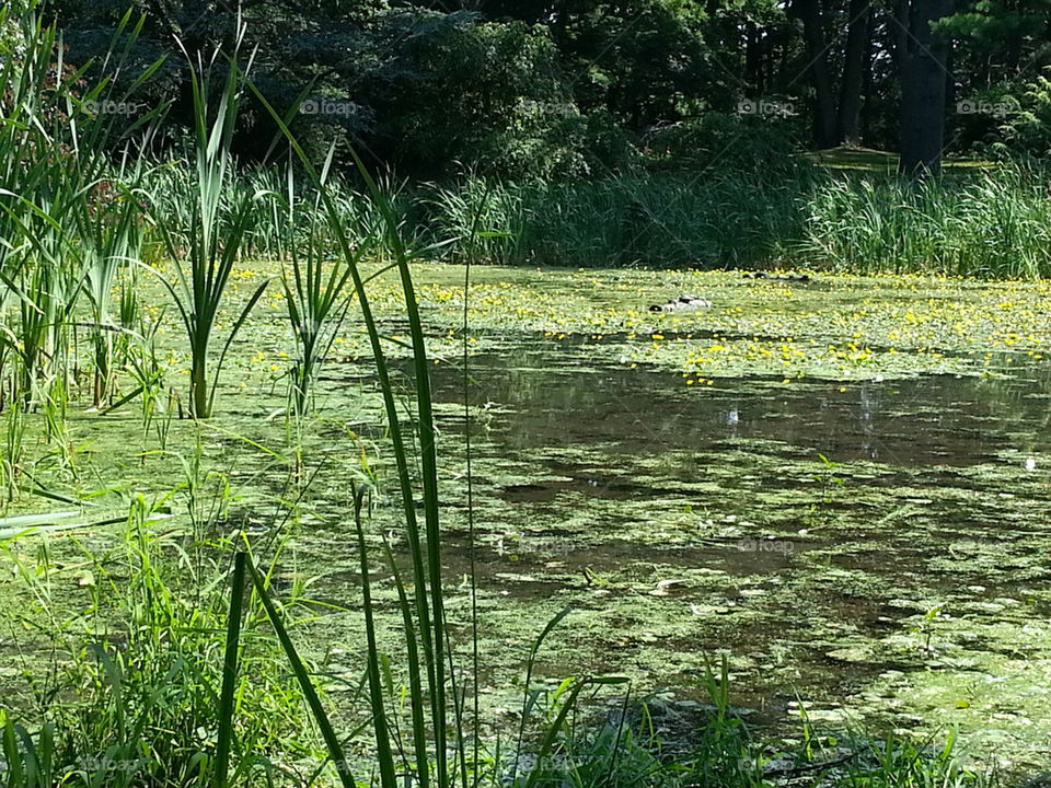 Pond Surface