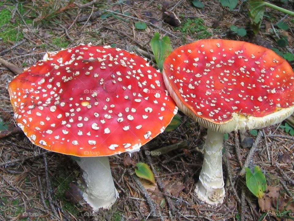 Poison mushrooms 