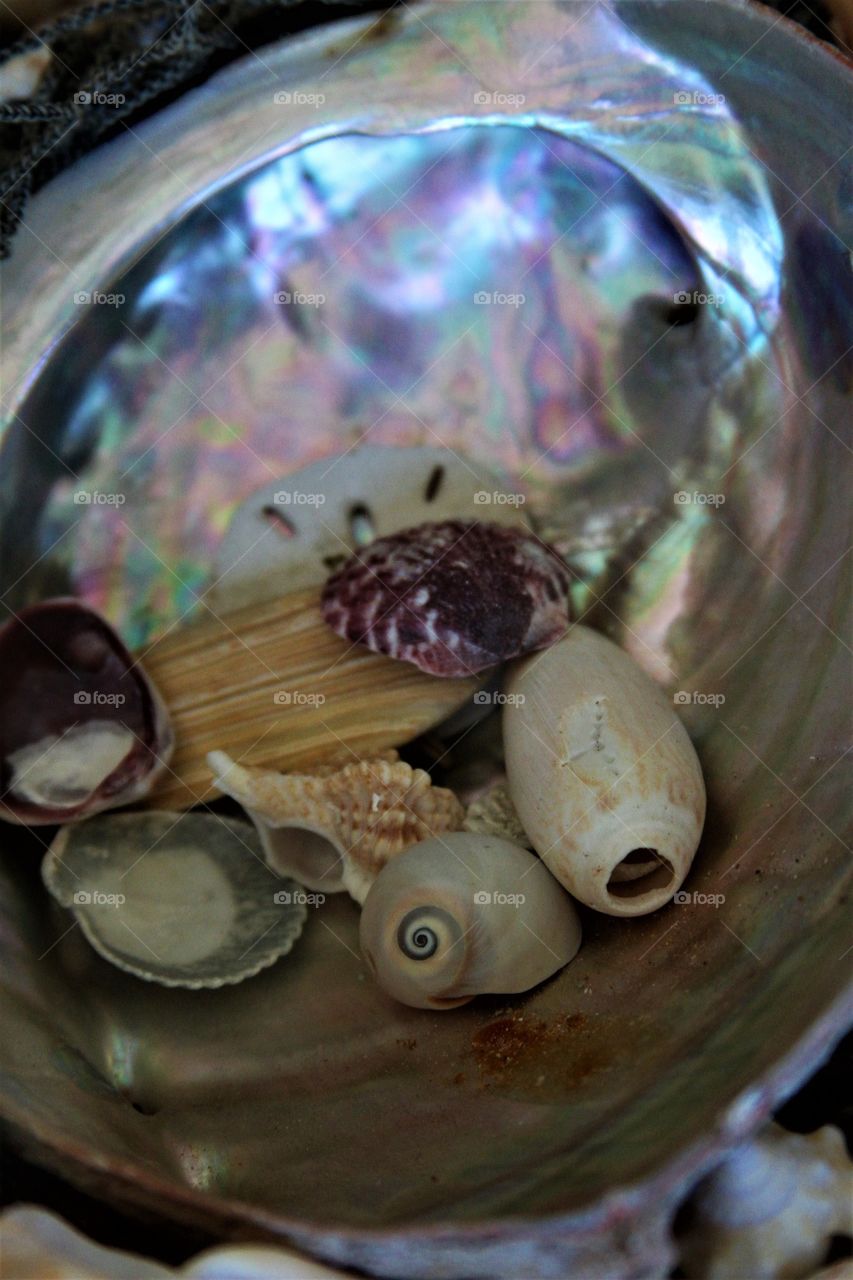 shells on a clam.