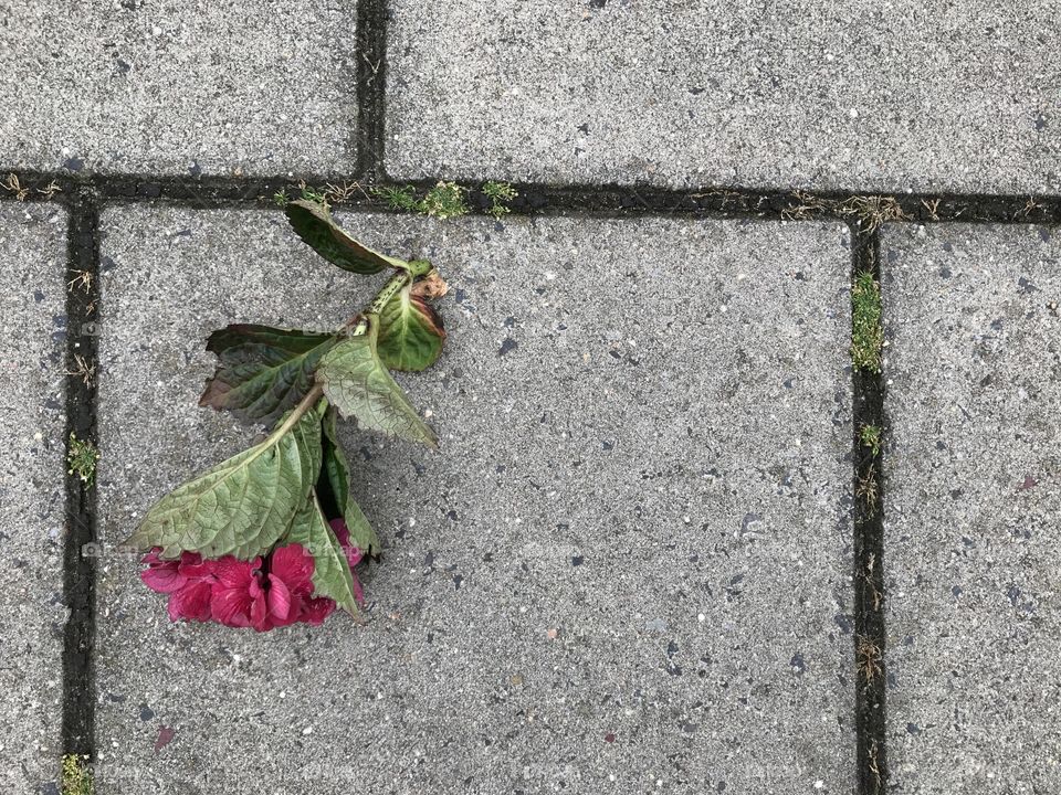 Ended on the pavement