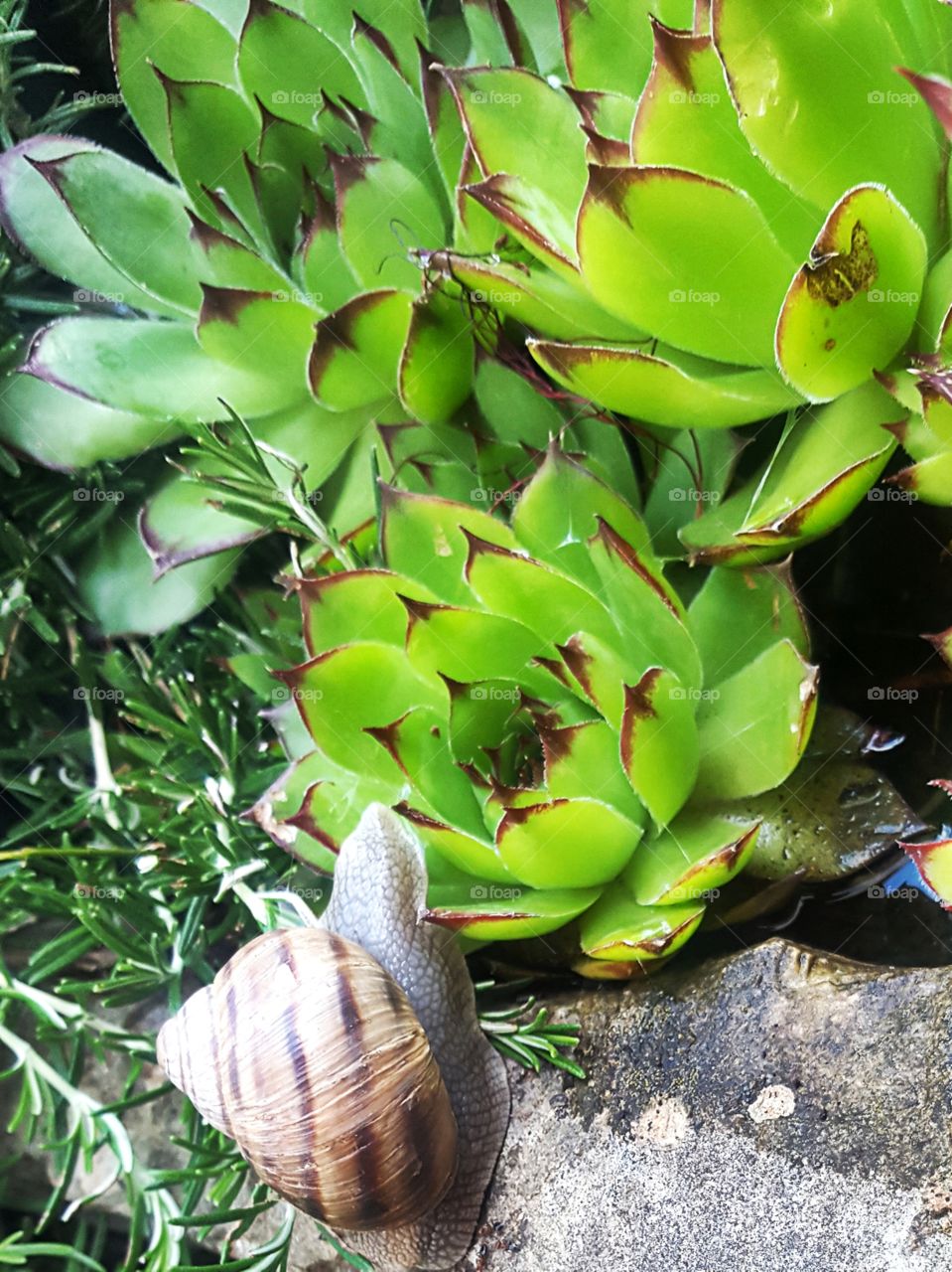 snail and cactus after rain