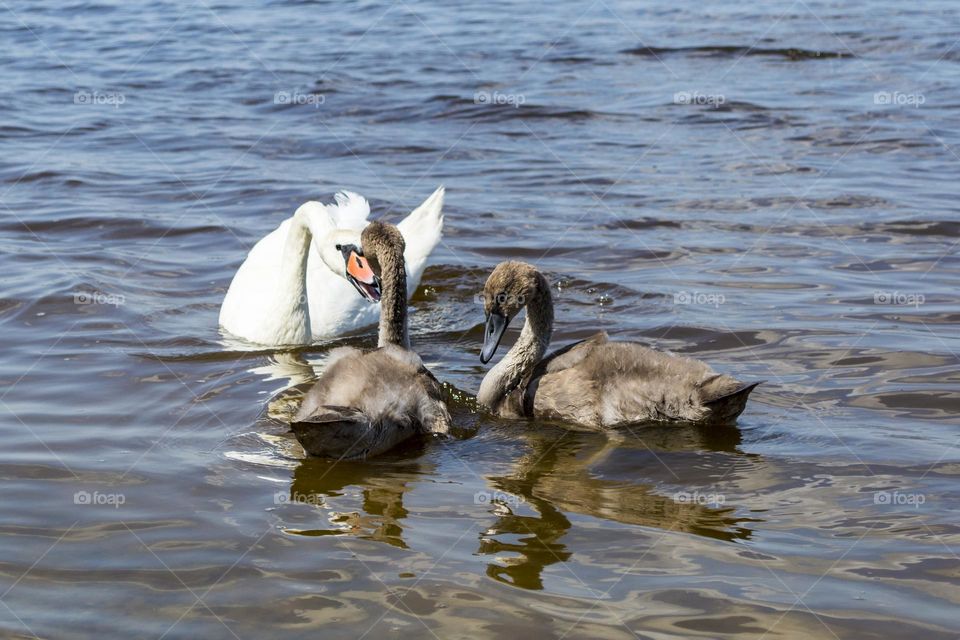 Swan family