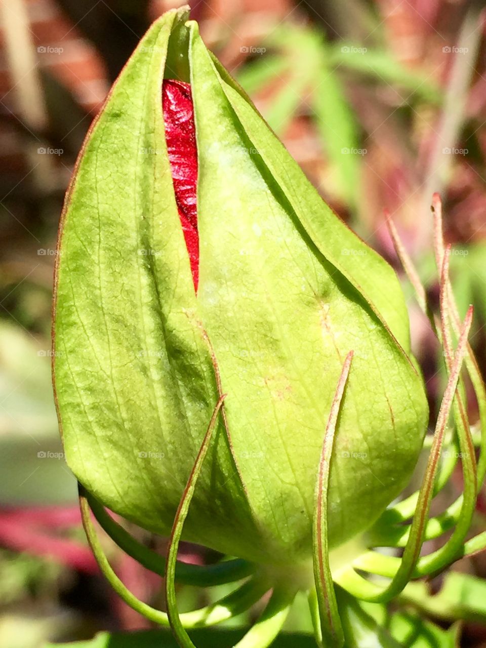 Hyacinth bud about to burst