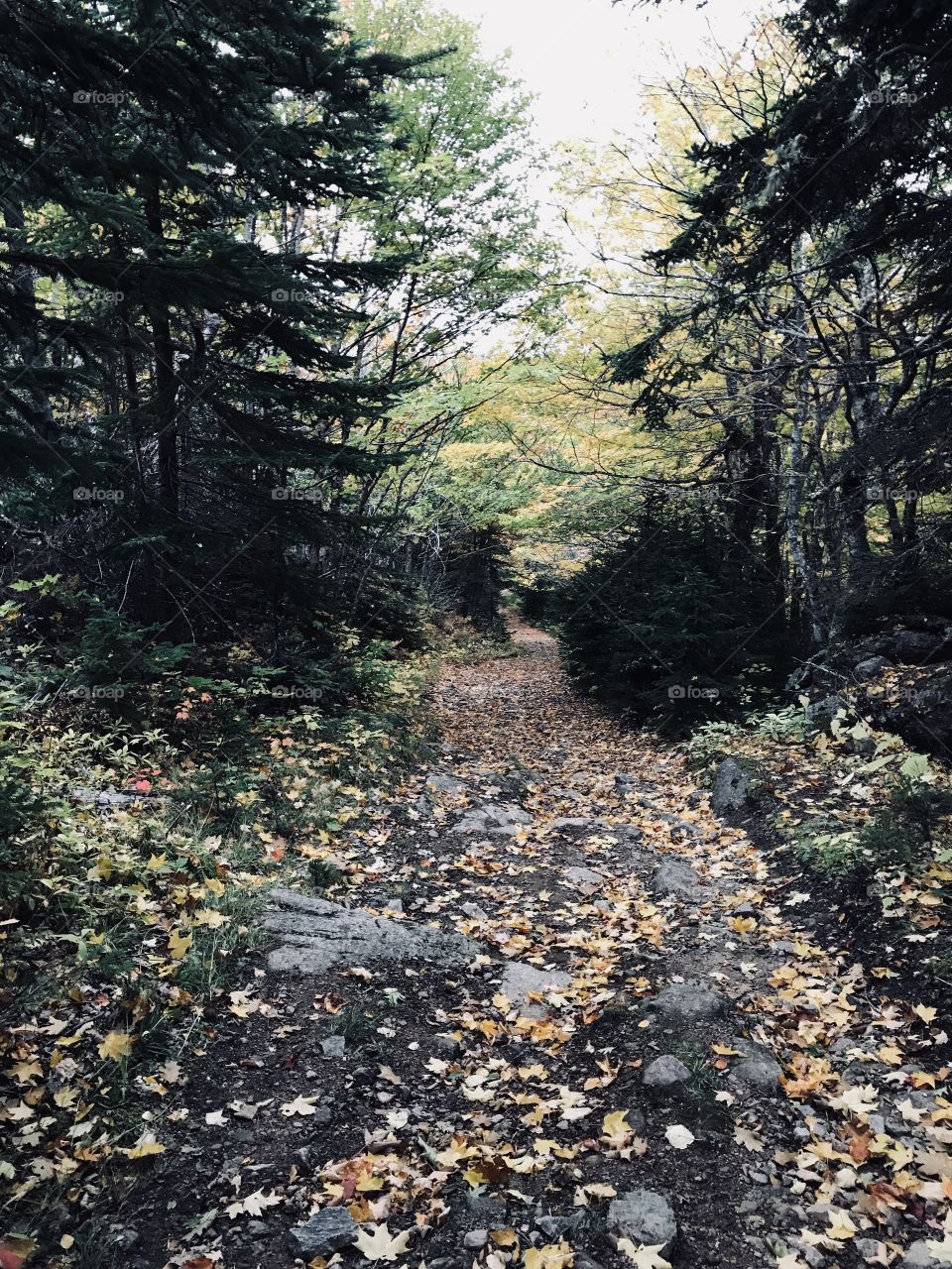 A fall scenery picture, on a hike in Cape Breton, Nova Scotia. 