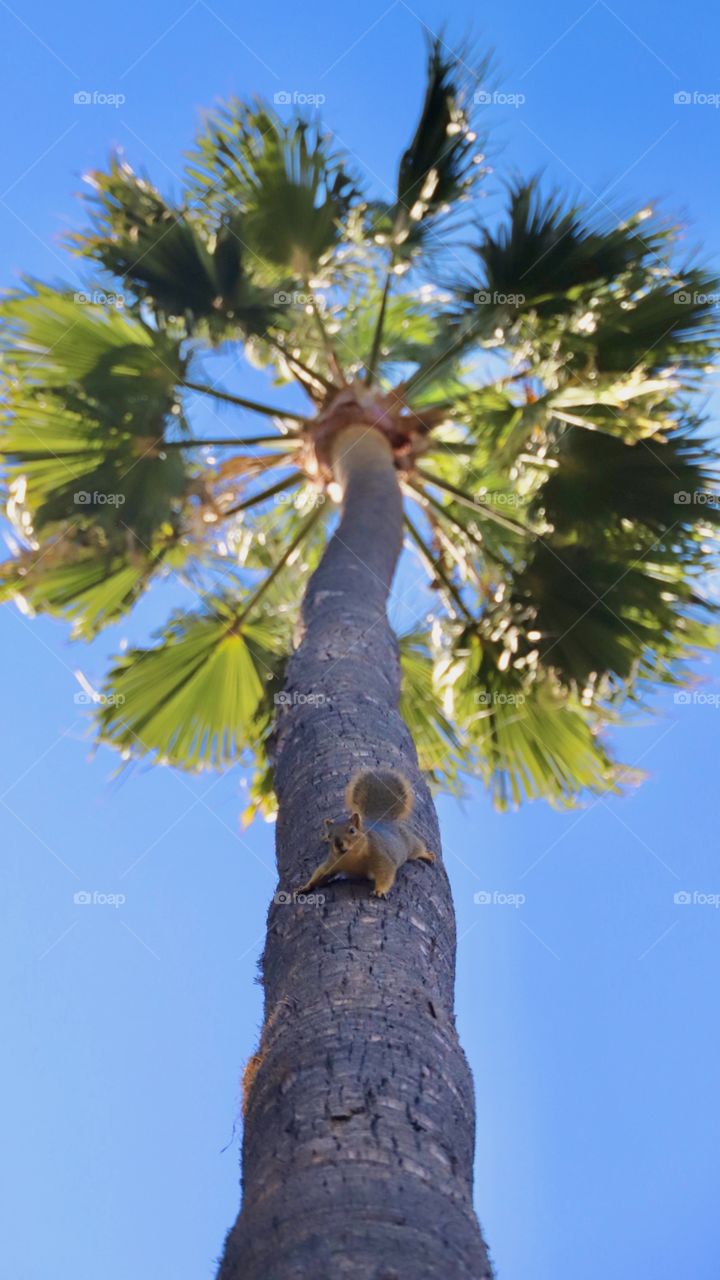 Squirrel in a palm tree at the park 