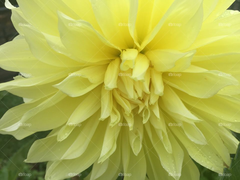 Chrysanthemum 