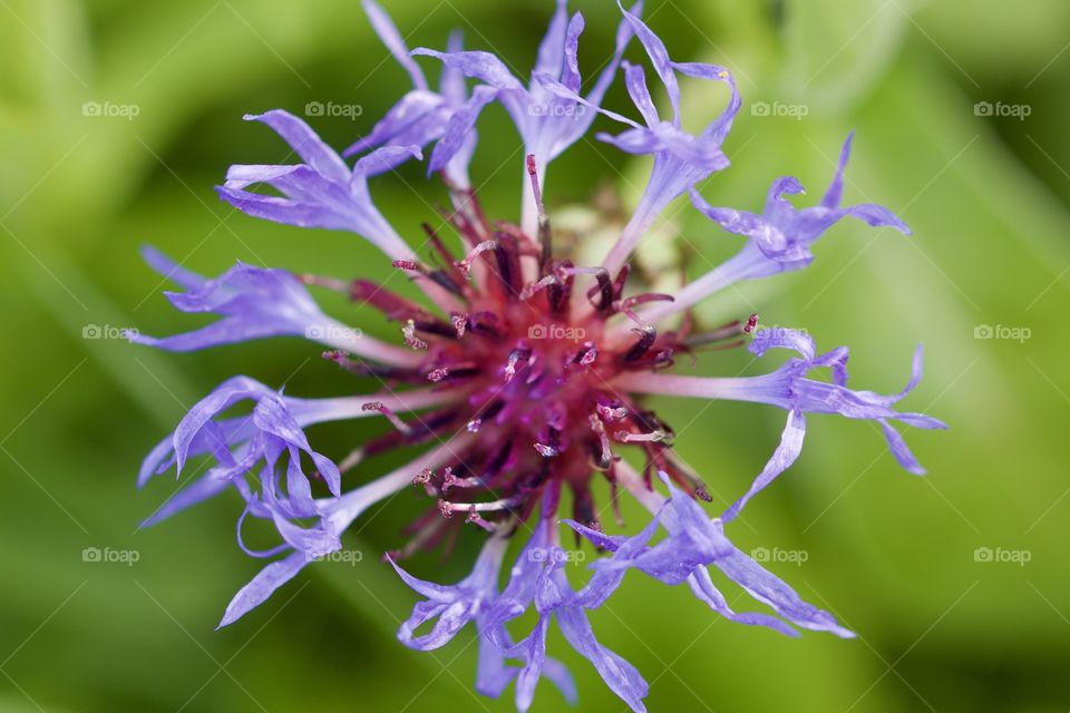 Close-up of cornflower