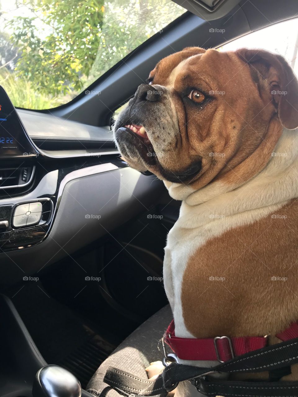 Bulldog in the car