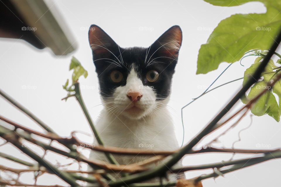 Gato preto e branco.