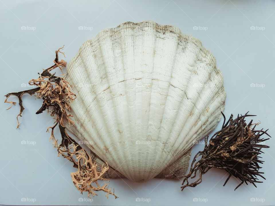 shells and seaweed on a white background.