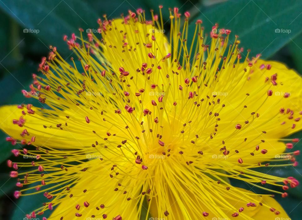 Beautiful yellow flower